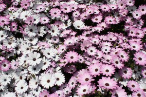 130502y_osteospermum