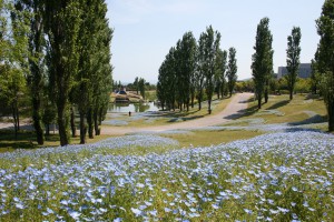 130508y_nemophila