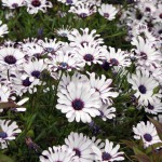 130510y_osteospermum