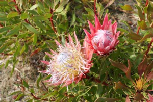 131230_kingprotea