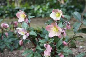 christmasrose4_140125