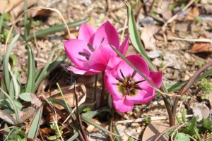 genshutulip_140319