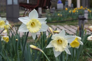 narcissus4_140327