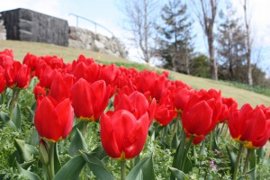 tulip3_140327