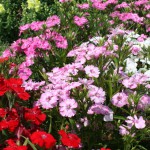 dianthus_140430