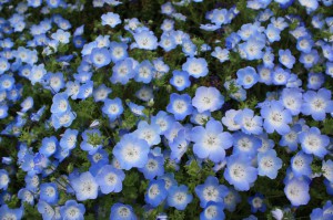 nemophila1_140422