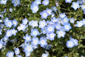 nemophila1_140430