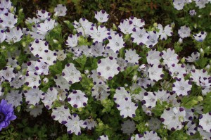 nemophila2_140422