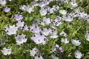 nemophila2_140430