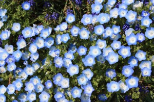 nemophila_140409