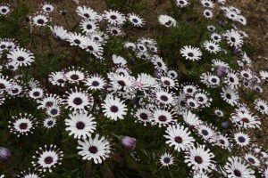 osteospermum_140416