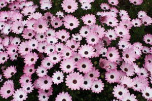 osteospermum_140422