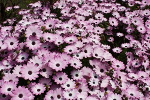 osteospermum_140430