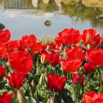 tulip_up1_140403