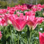 tulip_up2_140403