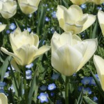 tulip_up3_140403