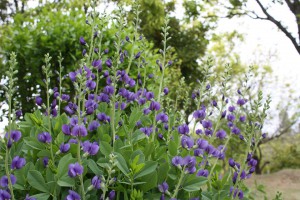 baptisia_140514