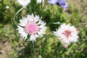 centaurea2_140507