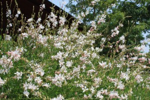 gaura_140530