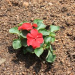 impatiens2_140530