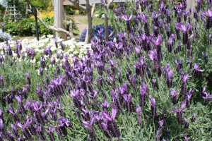 lavandula_140507