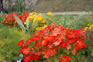 nasturtium_140514