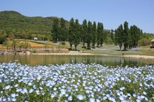 nemophila1_140507