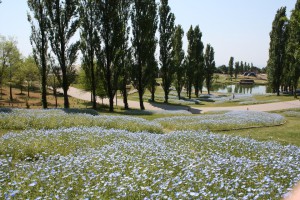 nemophila2_140507