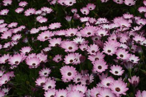 osteospermum_140514