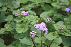 ageratum_140617