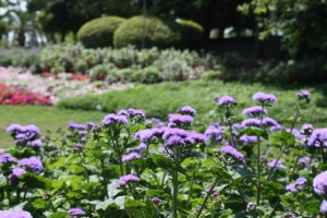 ageratum_140625