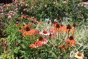 echinacea_140625