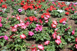 impatiens2_140608