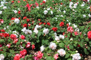 impatiens3_140608