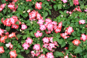 impatiens3_140617