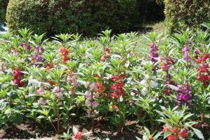 impatiens4_140608