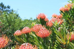 leucospermum_140608