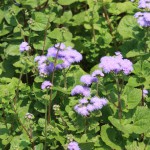 ageratum_140720