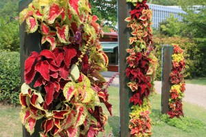 coleus_140702