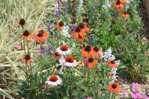 echinacea_140702