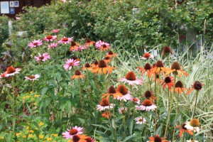 echinacea_140712