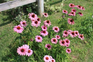 echinacea_140720