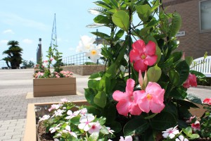 mandevilla_140724