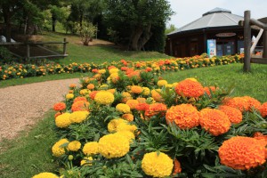 marigolds2_140720