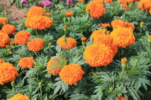 marigolds_140702