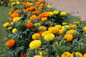 marigolds_140712