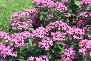 pentas_140712