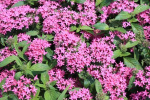 pentas_140720