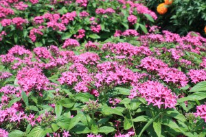 pentas_140724