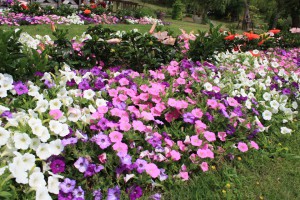 petunia_140702